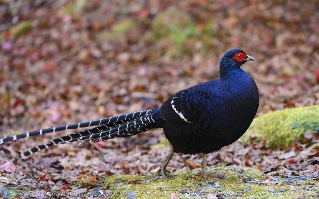 黑長尾雉 (帝雉) Syrmaticus mikado Mikado Pheasant