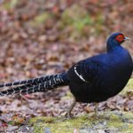 黑長尾雉 (帝雉) Syrmaticus mikado Mikado Pheasant