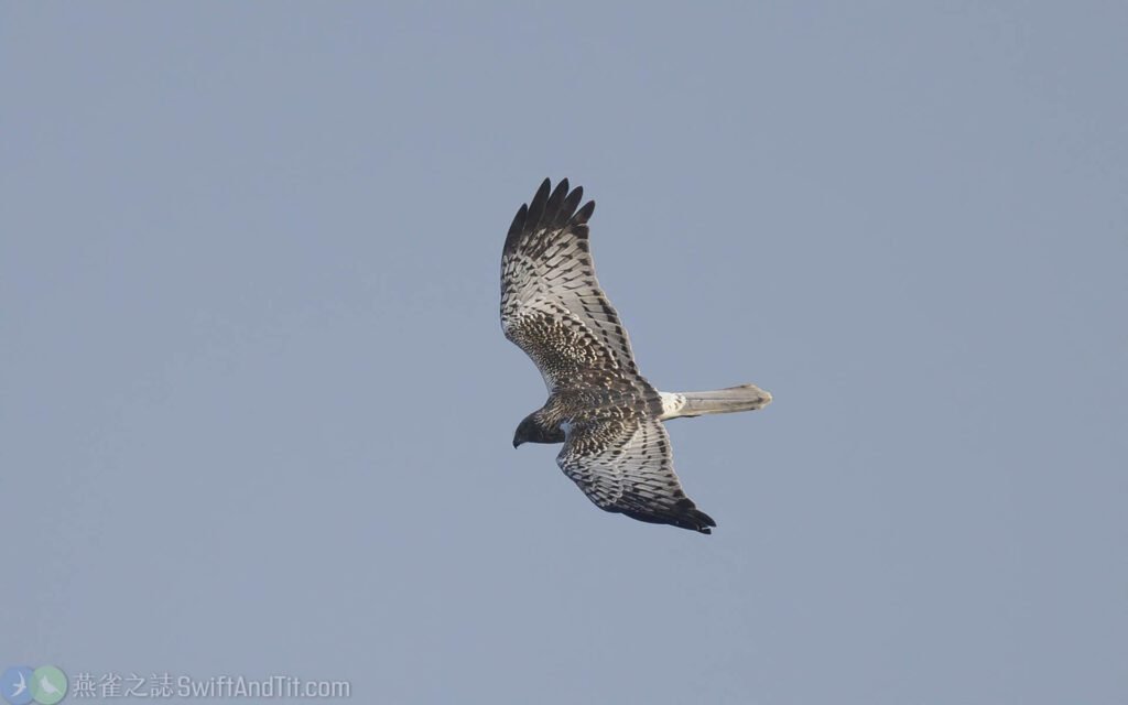 東方澤鵟 Eastern Marsh Harrier 灰頭型雄鳥