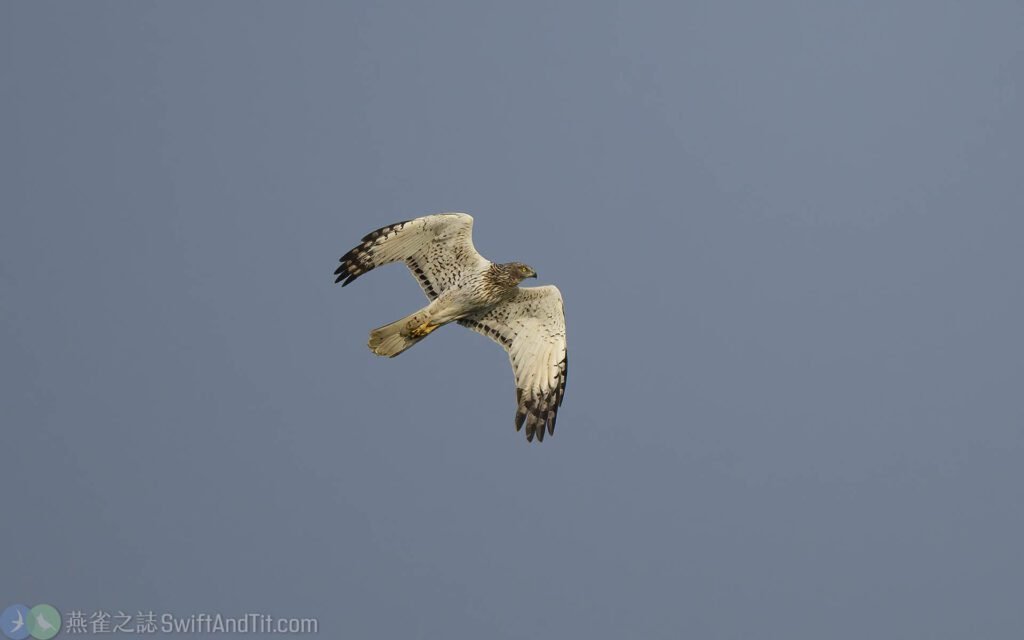 東方澤鵟 Eastern Marsh Harrier 灰頭型雄鳥