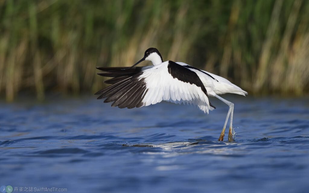 反嘴鴴 Pied Avocet