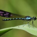 溪流中的藍色小精靈－棋紋鼓蟌  Heliocypha perforata perforata