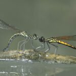 脊紋鼓蟌 Libellago lineata lineata
