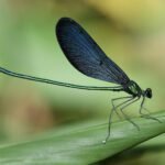 白痣珈蟌 Matrona cyanoptera