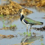 什麼鳥帶台灣花生外銷到愛爾蘭？一起來認識土豆鳥--小辮鴴 Northern Lapwing