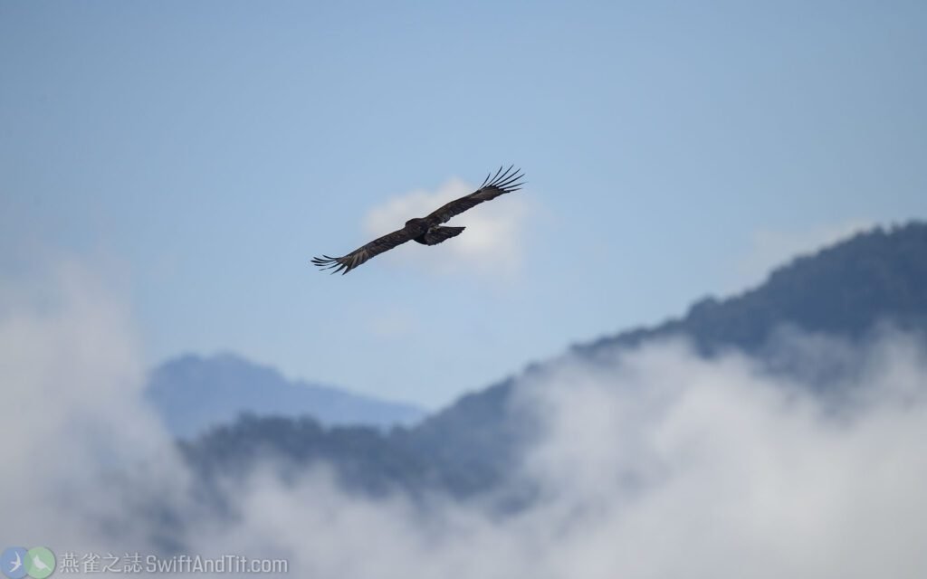 林鵰 Black Eagle