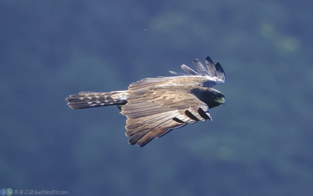 林鵰 Black Eagle