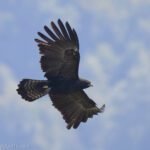 林鵰 Black Eagle