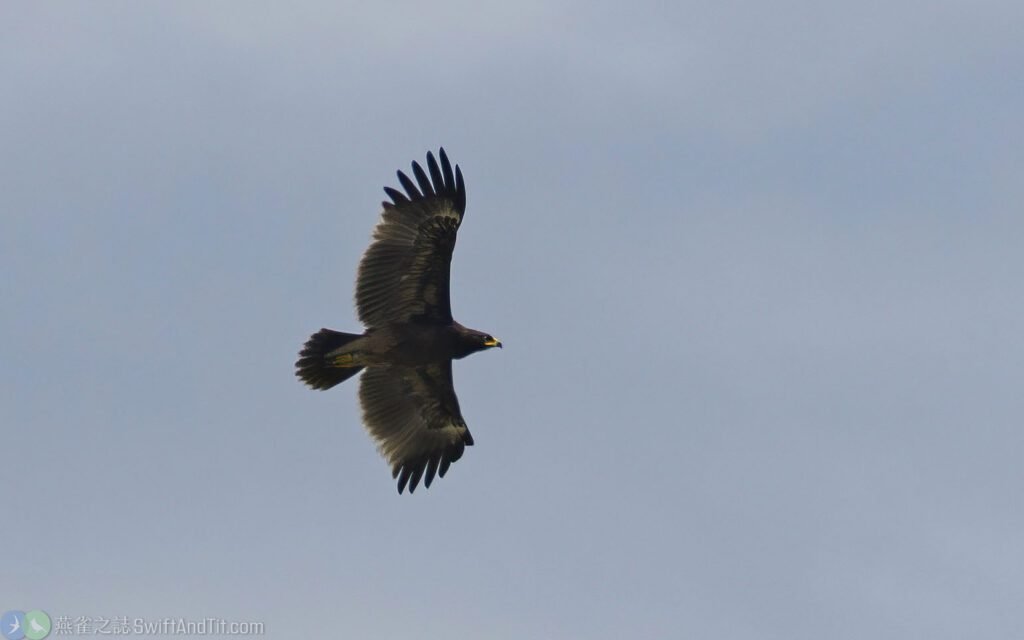 花鵰 Greater Spotted Eagle