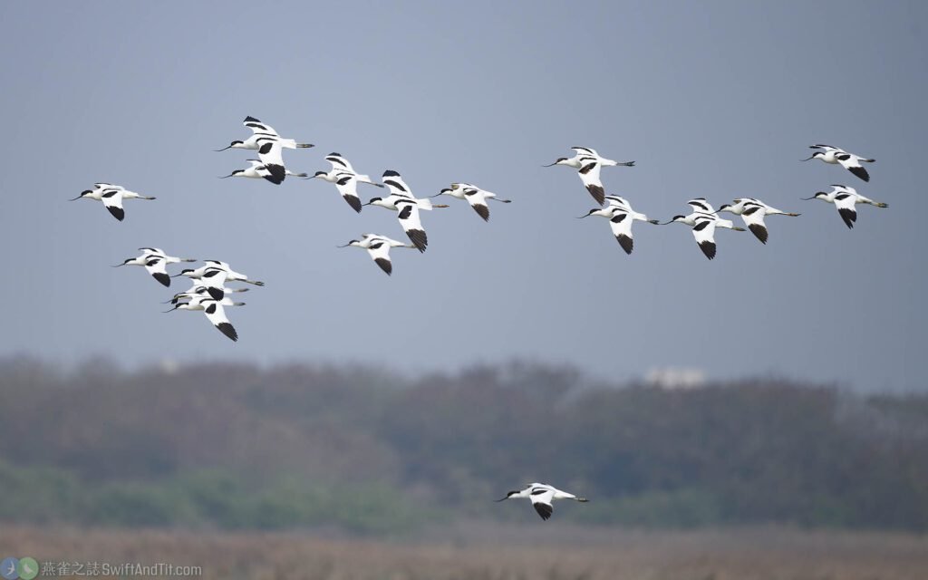 反嘴鴴飛行 Pied avocet flying