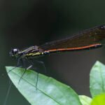 朱環鼓蟌 Rhinocypha taiwana
