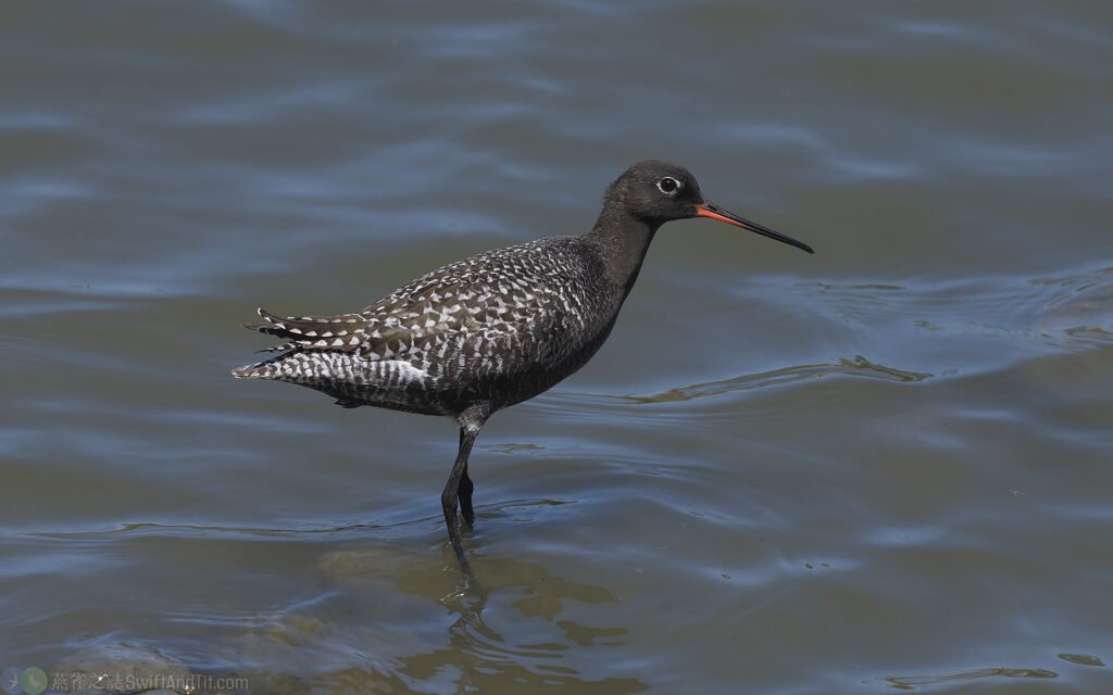 鶴鷸 Spotted Redshank 繁殖羽 Breeding Plumage