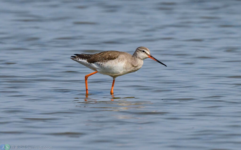 鶴鷸 - 非繁殖羽Spotted Redshank - nonbreading plumage