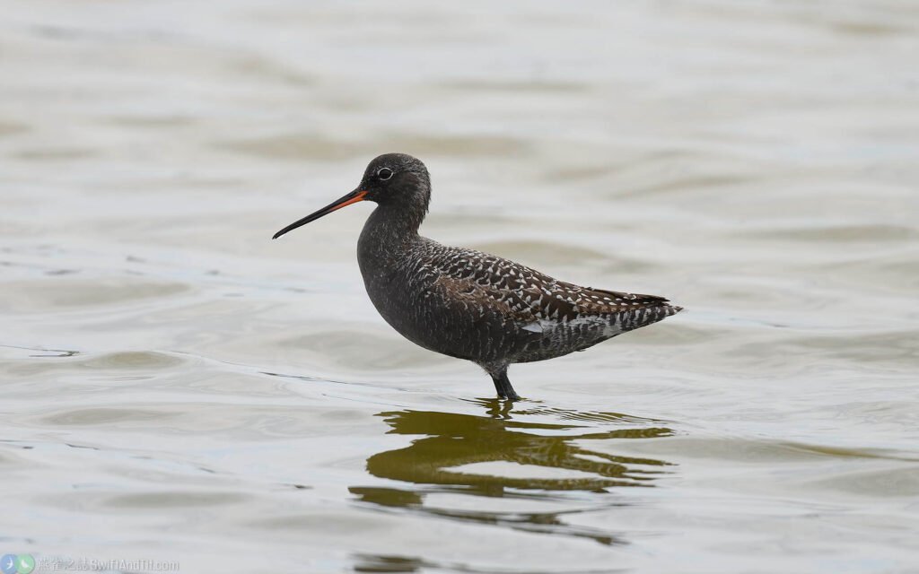 鶴鷸 Spotted Redshank 繁殖羽 Breeding Plumage