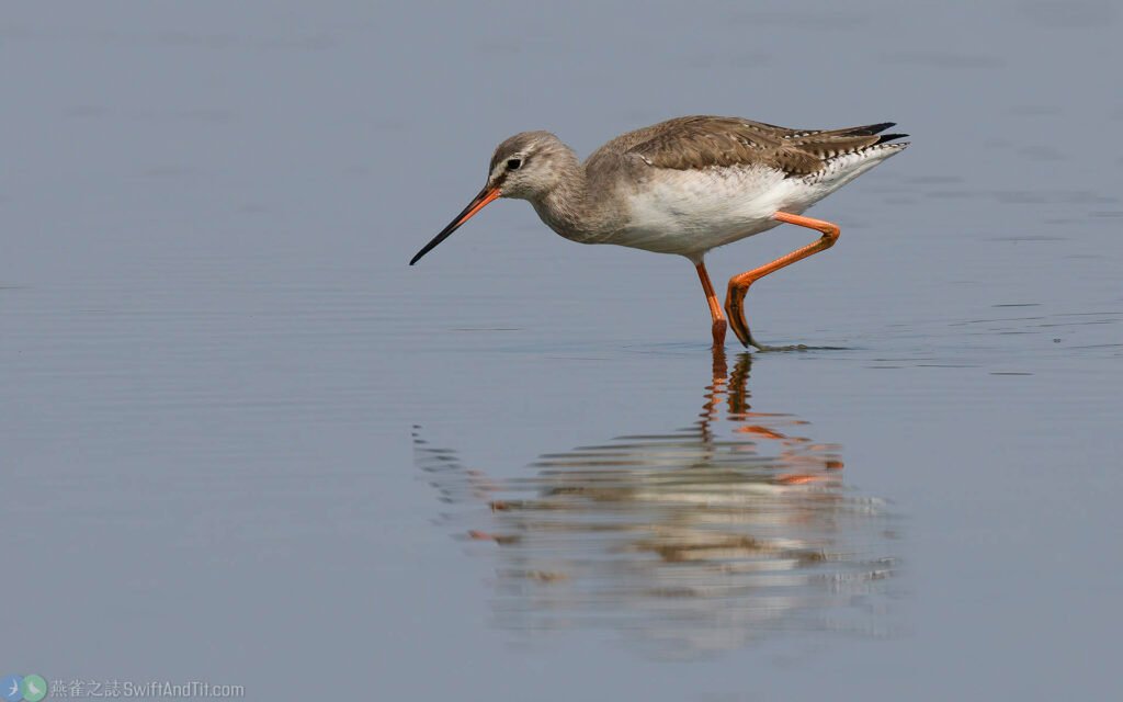 鶴鷸 Spotted Redshank 非繁殖羽 nonbreading plumage
