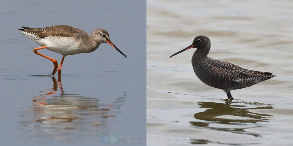 鶴鷸 Spotted Redshank Title
