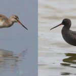 鶴鷸 Spotted Redshank Title