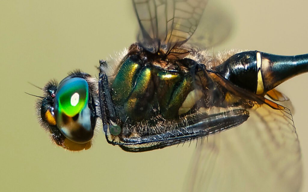 台灣弓蜓 Somatochlora taiwana