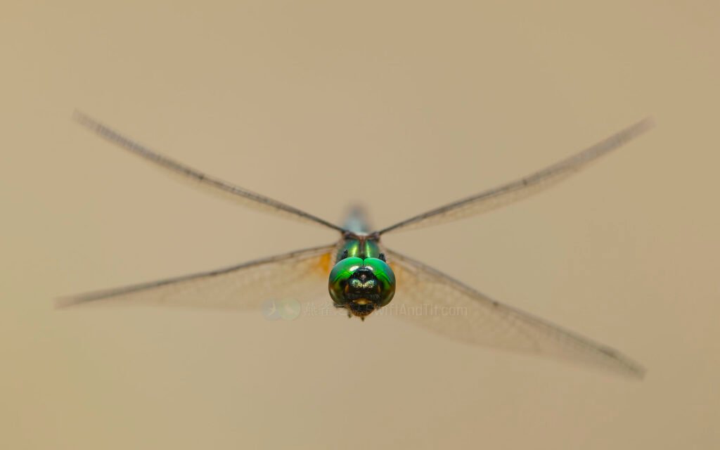 台灣弓蜓 Somatochlora taiwana