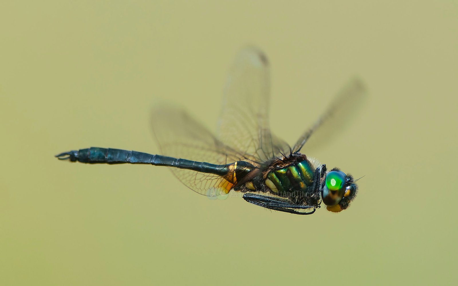 台灣弓蜓 Somatochlora taiwana