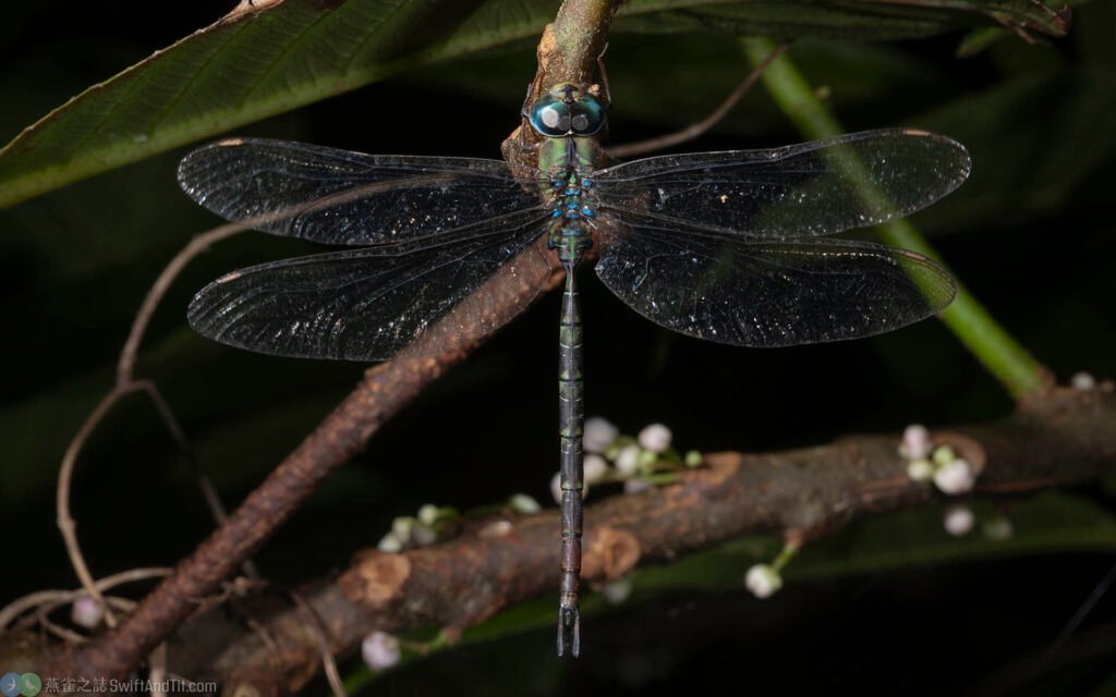 長鋏晏蜓 Gynacantha hyalina