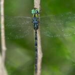 長鋏晏蜓 Gynacantha hyalina
