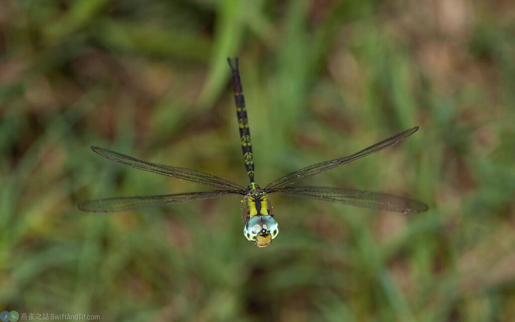 長鋏晏蜓 Gynacantha hyalina