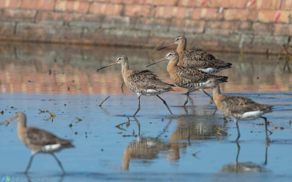 黑尾鷸 Black-tailed Godwit