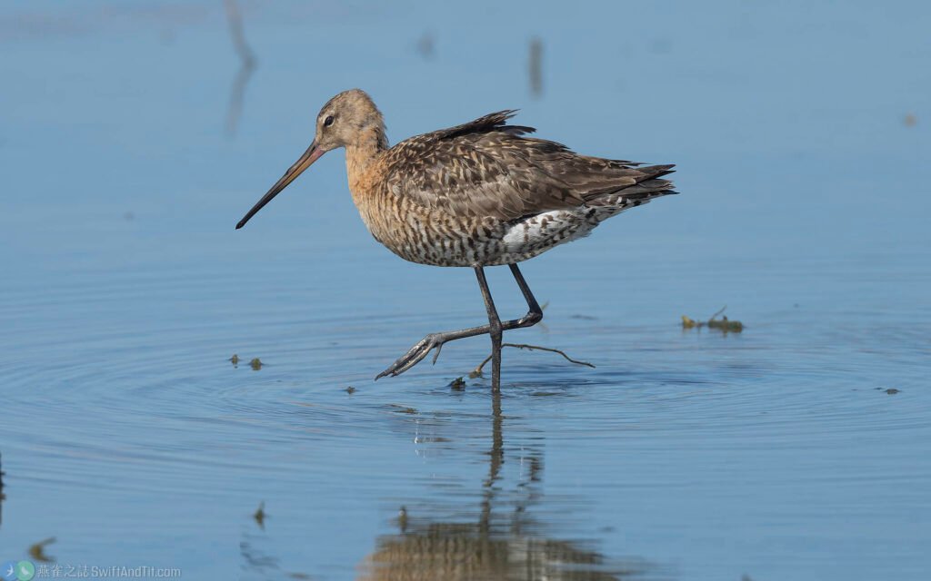 黑尾鷸 Black-tailed Godwit