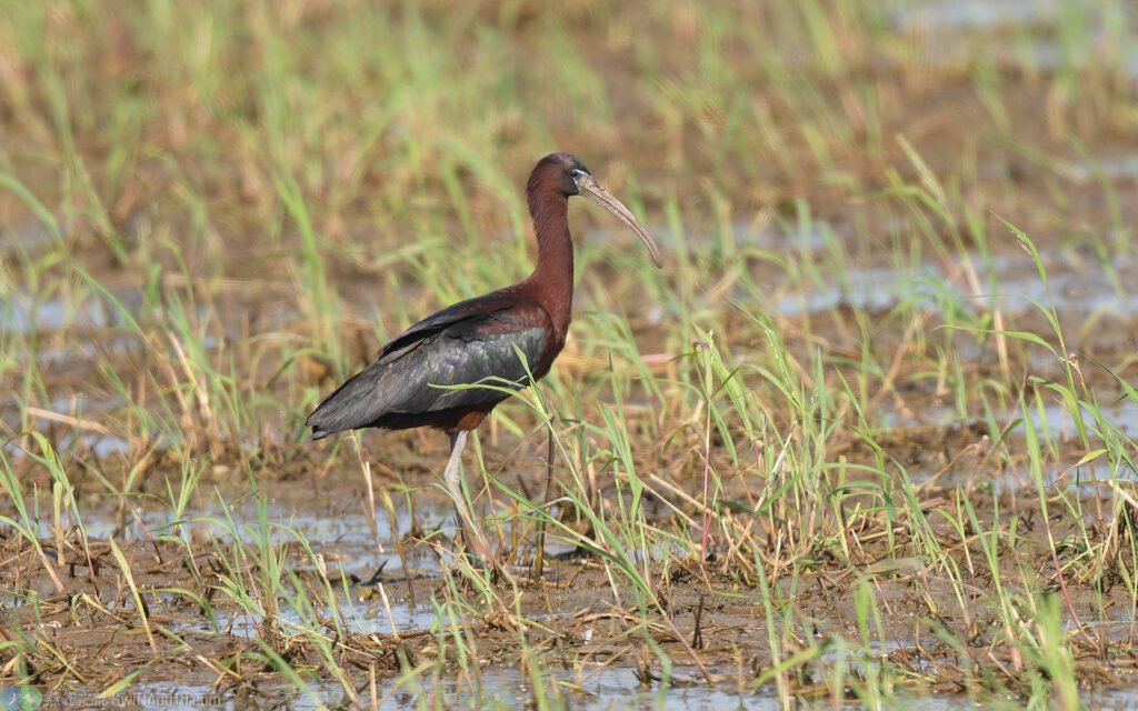 彩䴉 Glossy Ibis