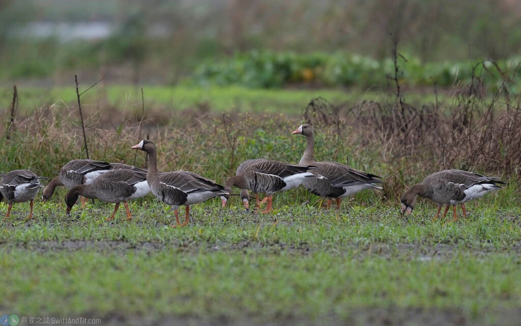 白額雁 Greater White-Fronted Goose