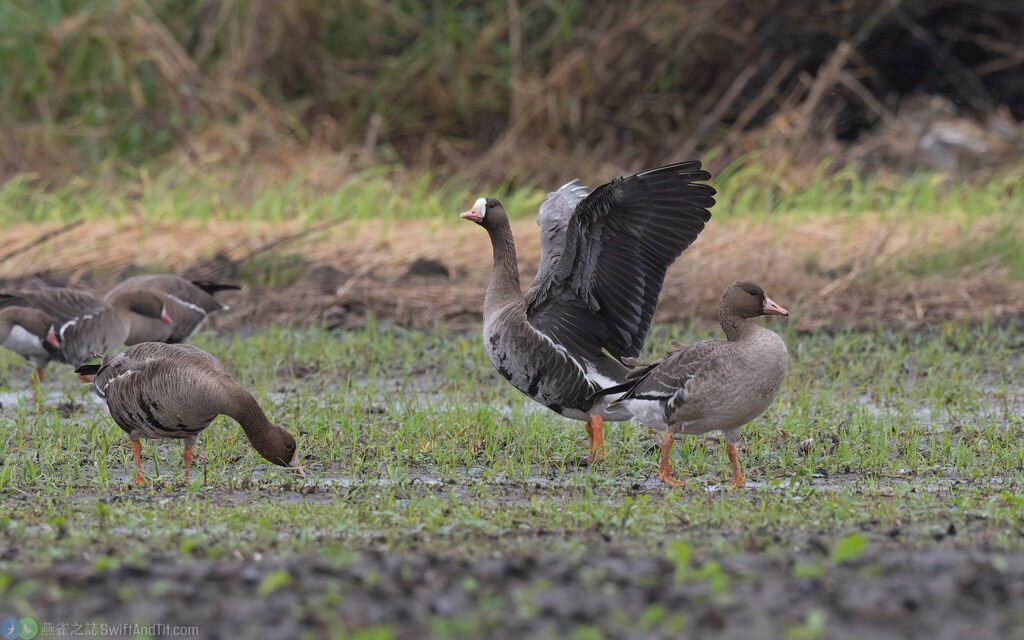 白額雁 Greater White-Fronted Goose