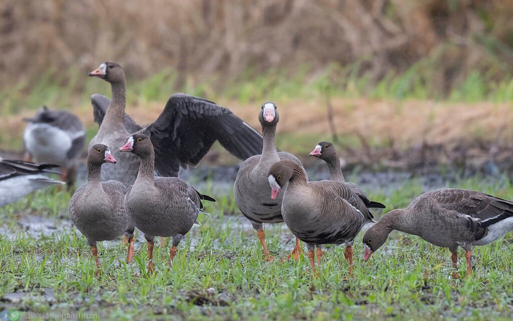 小白額雁 Lesser White-fronted Goose