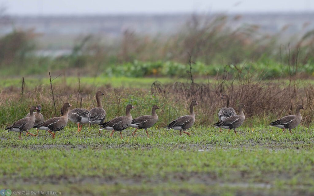 小白額雁 Lesser White-fronted Goose