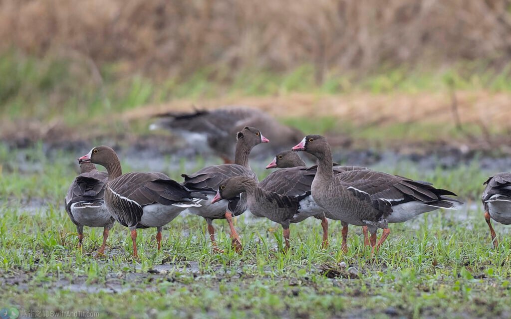 小白額雁 Lesser White-fronted Goose