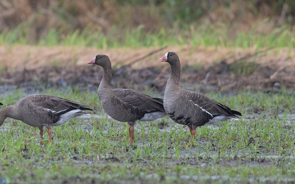 小白額雁 Lesser White-fronted Goose