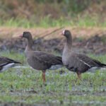 小白額雁 Lesser White-fronted Goose