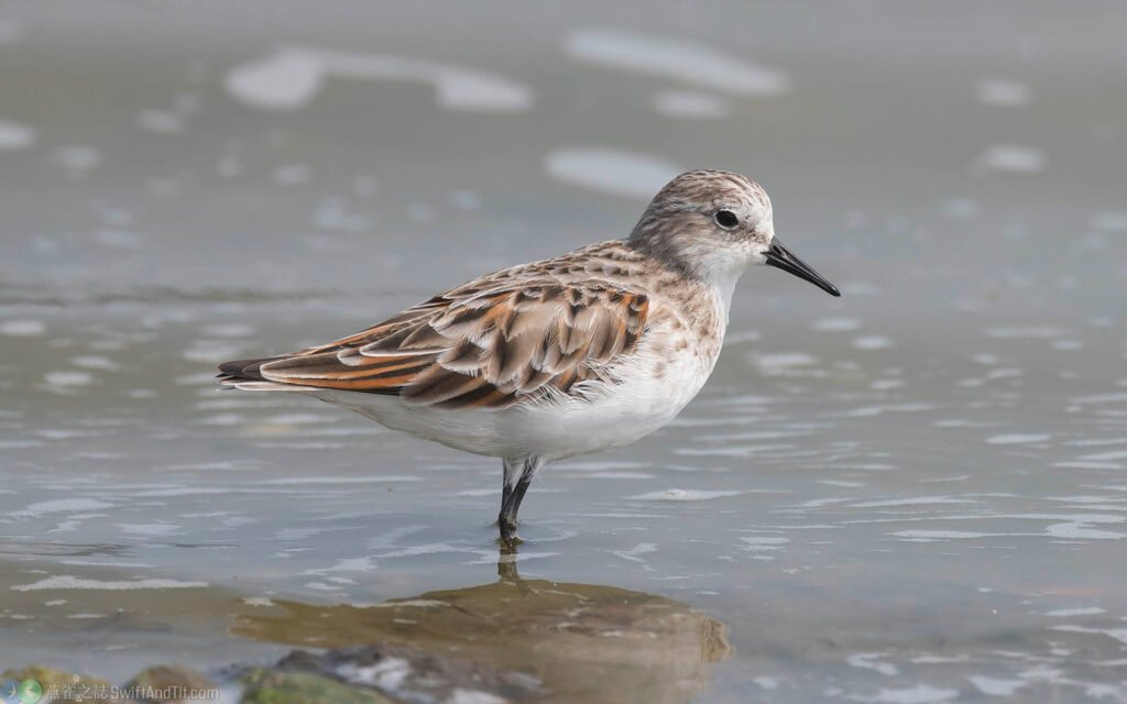 小濱鷸 Little Stint