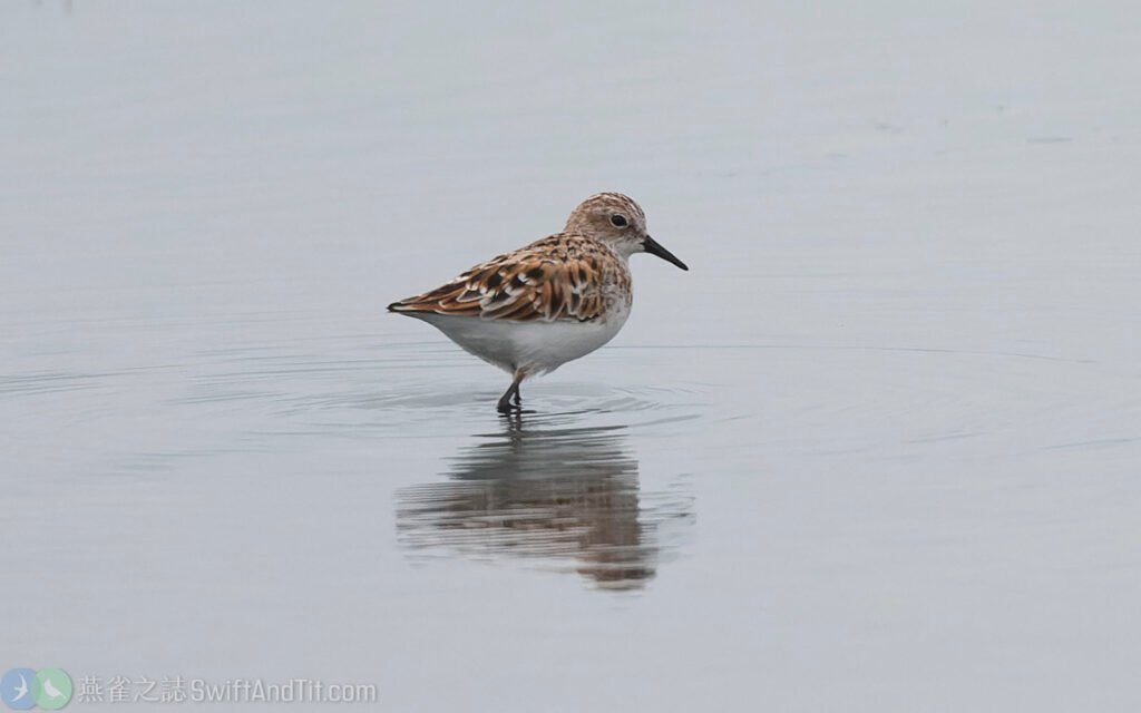 小濱鷸 Little Stint 繁殖羽
