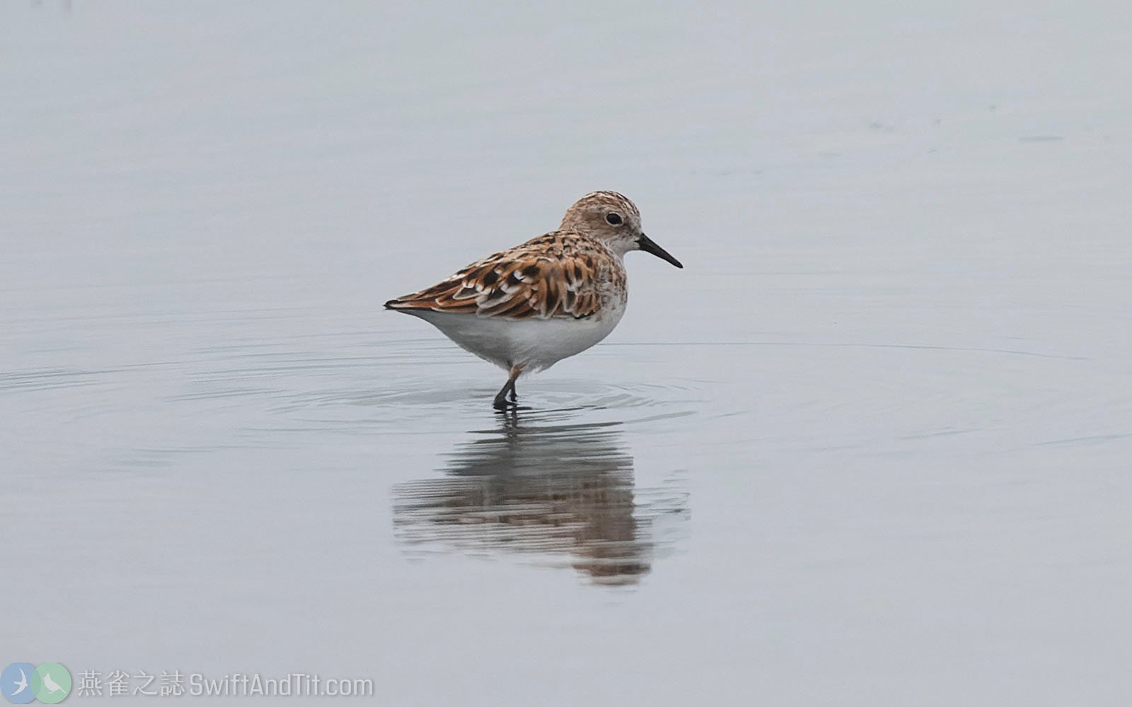 小濱鷸 Little Stint 繁殖羽
