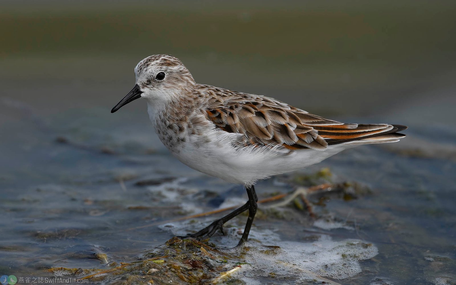 小濱鷸 Little Stint