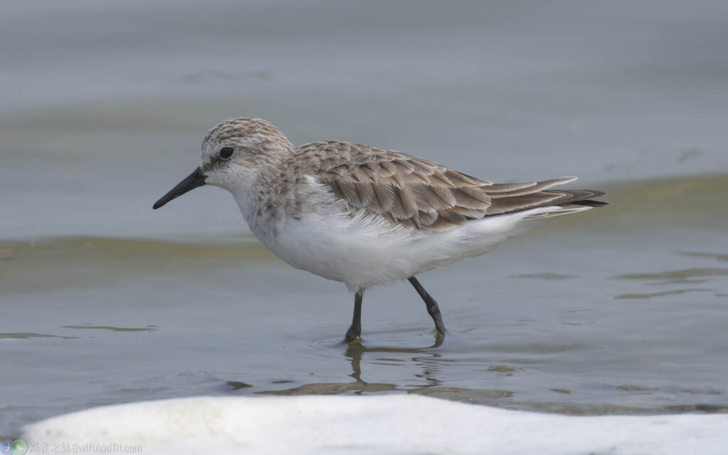 小濱鷸 Little Stint