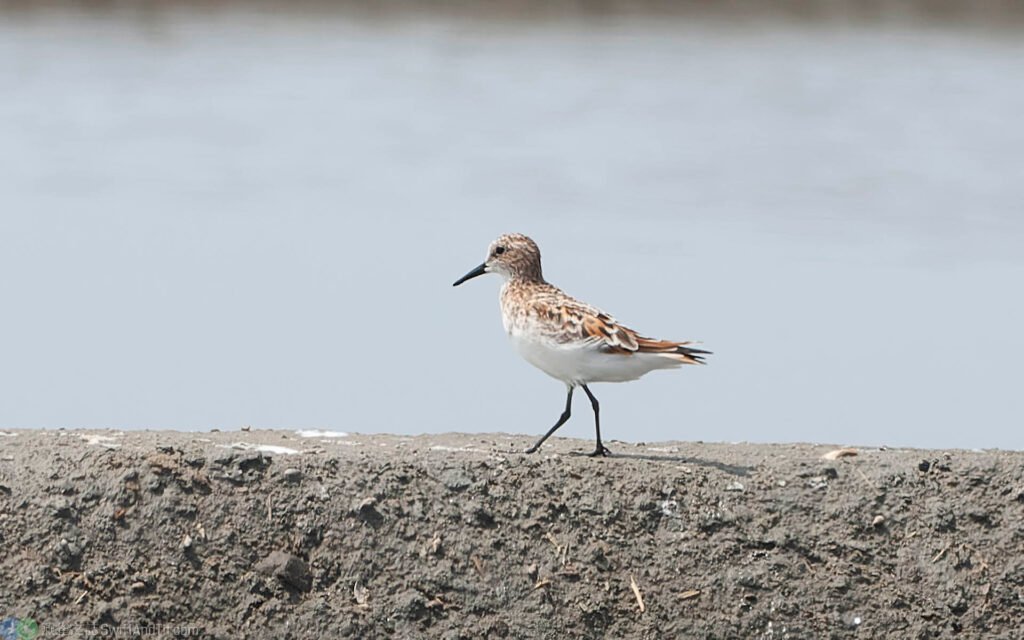 小濱鷸 Little Stint