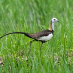美麗的凌波仙子: 水雉 Pheasant-tailed Jacana