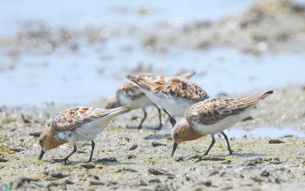 紅胸濱鷸 Red-necked Stint