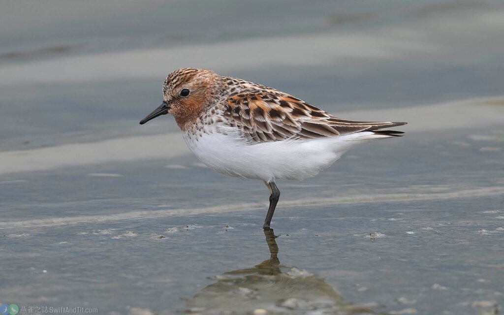 紅胸濱鷸 Red-necked Stint