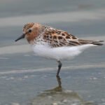 紅胸濱鷸 Red-necked Stint