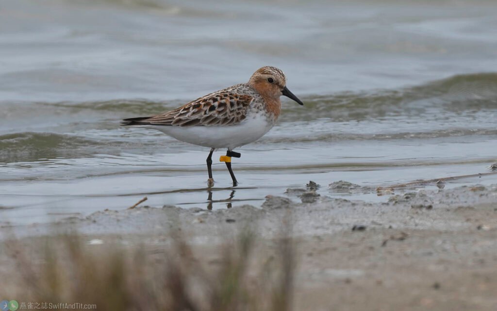 紅胸濱鷸 Red-necked Stint