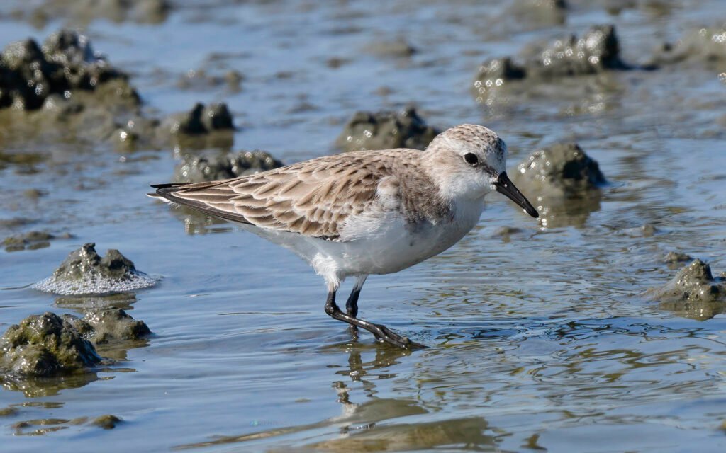 紅胸濱鷸 Red-necked Stint 非繁殖羽