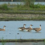鴻雁 Swan Goose